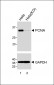 PCNA Antibody [Knockout Validated]